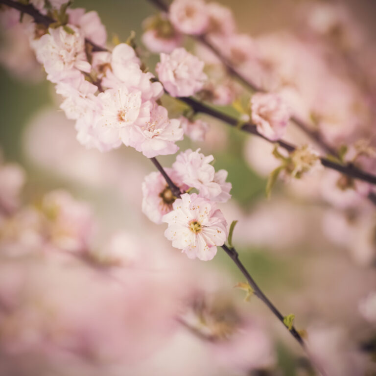 Cherry Blossom Season in Japan
